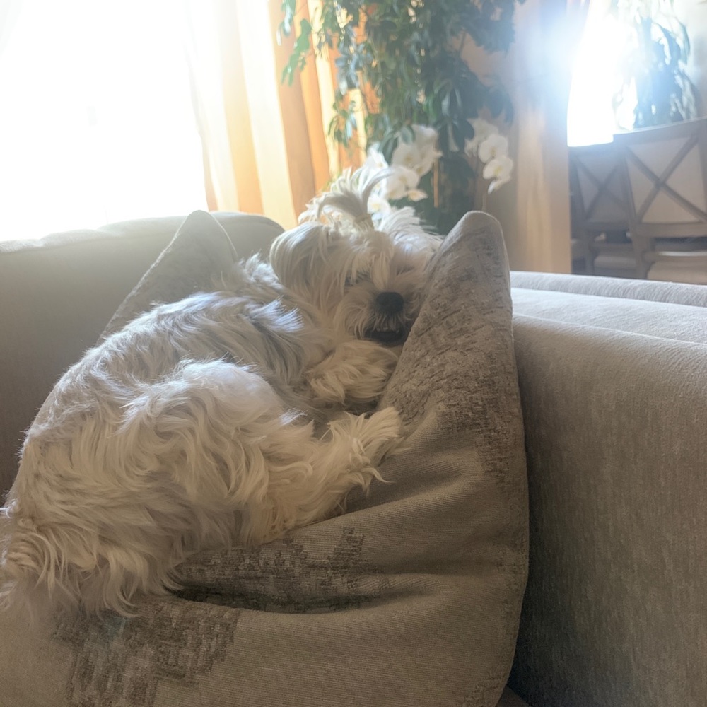 Meet your Posher, Masha